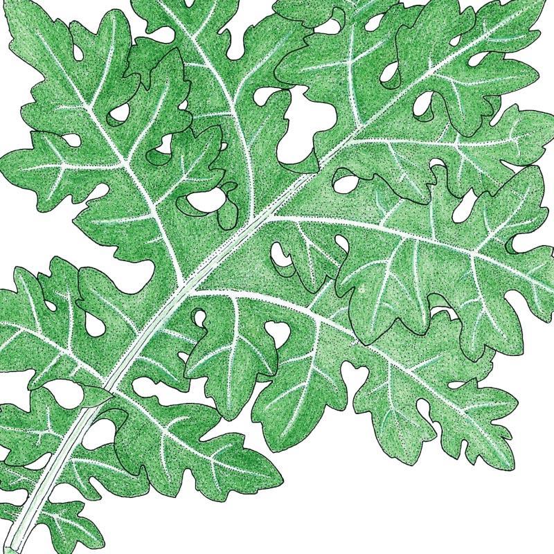 Organic Kale, White Russian (1 oz) Peaceful Valley