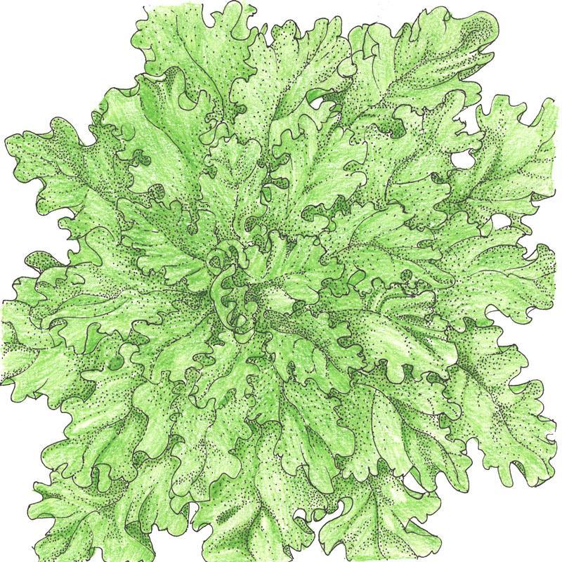 Organic Lettuce, Green Salad Bowl (1/4 lb) Peaceful Valley