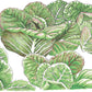Organic Lettuce, Rouge d'Hiver (1/4 lb) - Grow Organic Organic Lettuce, Rouge d'Hiver (1/4 lb) Vegetable Seeds