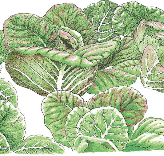 Organic Lettuce, Rouge d'Hiver (1/4 lb) Peaceful Valley