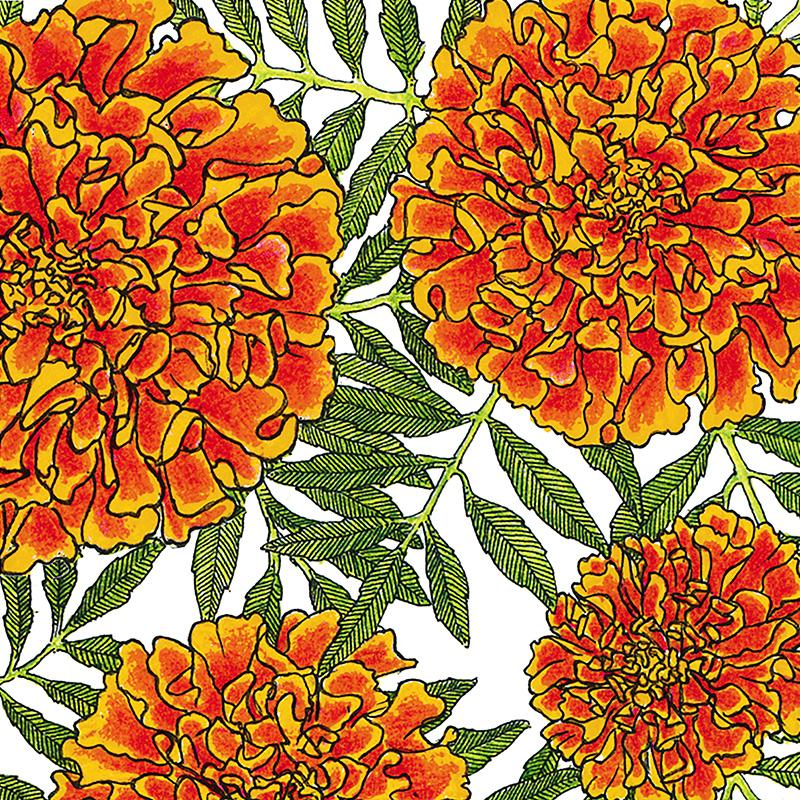 Organic Marigold, Sparky (1/4 lb) Peaceful Valley