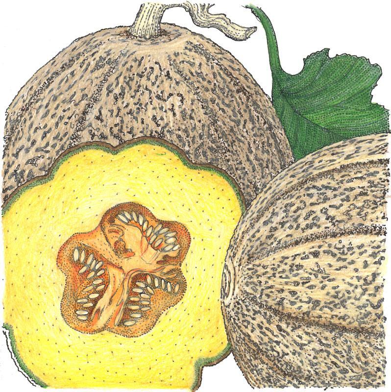 Organic Melon, Hearts of Gold (1/4 lb) Peaceful Valley