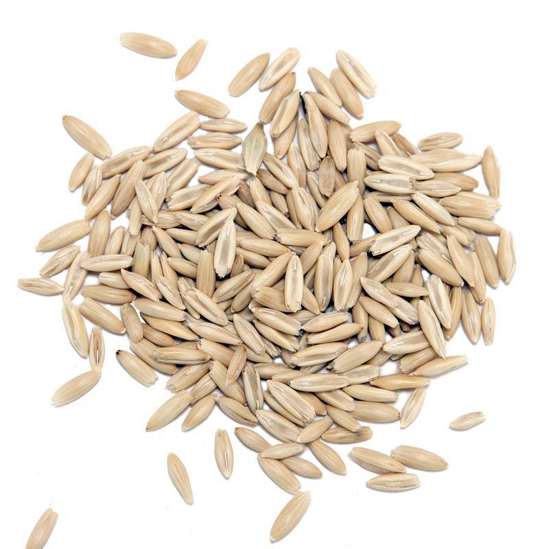 Organic White Oats Seed (lb) Grow Organic