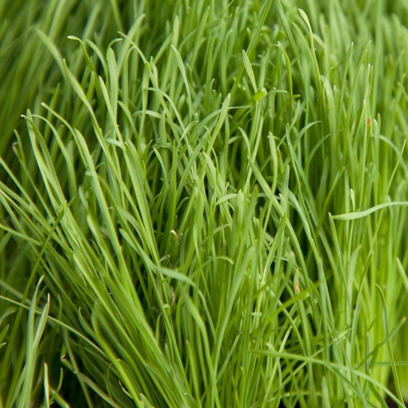 Organic Orchardgrass (lb) Grow Organic