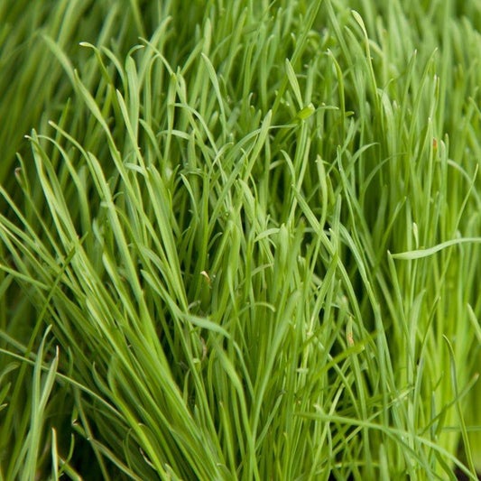 Organic Orchardgrass (lb) Grow Organic