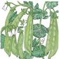 Organic Pea, Oregon Sugar Pod (1/2 lb) - Grow Organic Organic Pea, Oregon Sugar Pod (1/2 lb) Vegetable Seeds