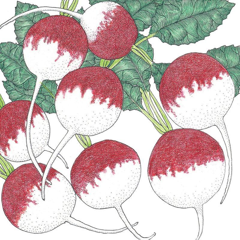 Organic Radish, Sparkler (1/4 lb) Peaceful Valley