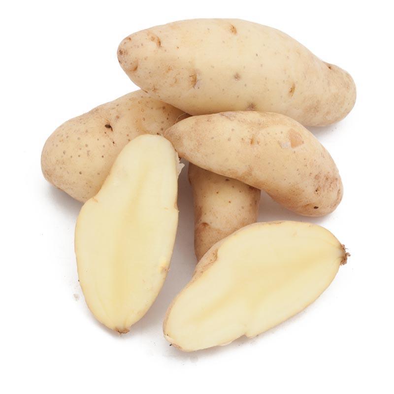 Fall-Planted Organic Russian Banana Fingerling Seed Potatoes (lb) Grow Organic