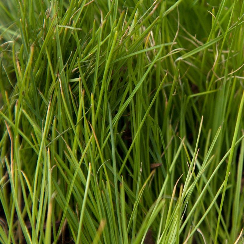 Organic Ryegrass, Intermediate (lb) Grow Organic