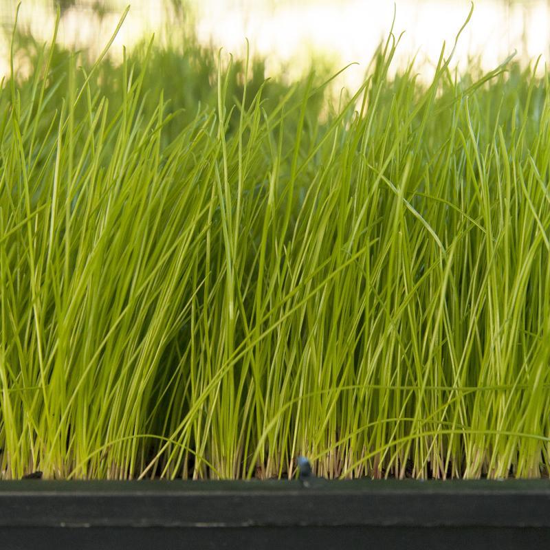 Organic Ryegrass, Oregon Annual (lb) Grow Organic