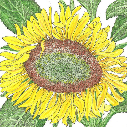 Organic Sunflower, Dwarf Sunspot  (1/4 lb) Peaceful Valley