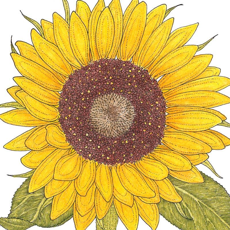 Organic Sunflower, Zohar Hybrid (1 oz) - Grow Organic Organic Sunflower, Zohar Hybrid (1 oz) Flower Seeds