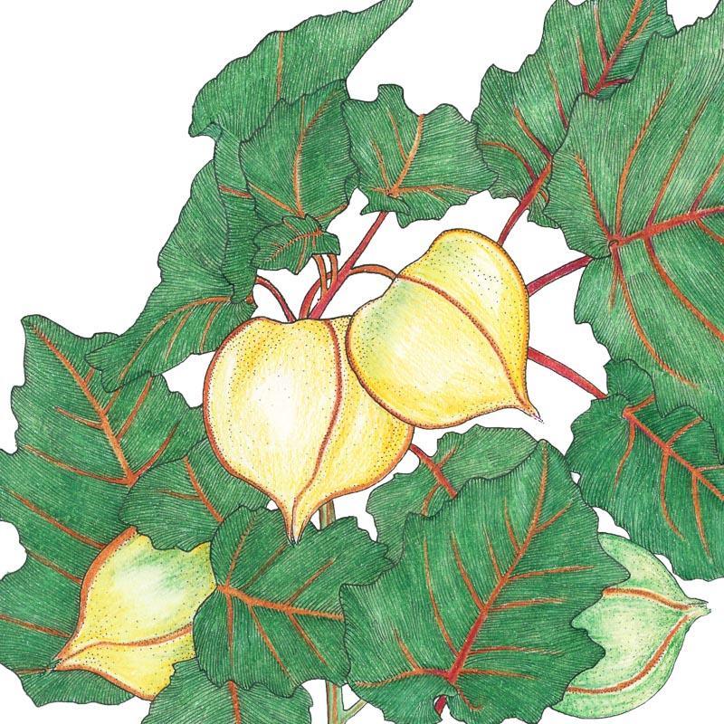 Organic Tomatillo, Pineapple (Ground Cherry) (1 oz) Peaceful Valley