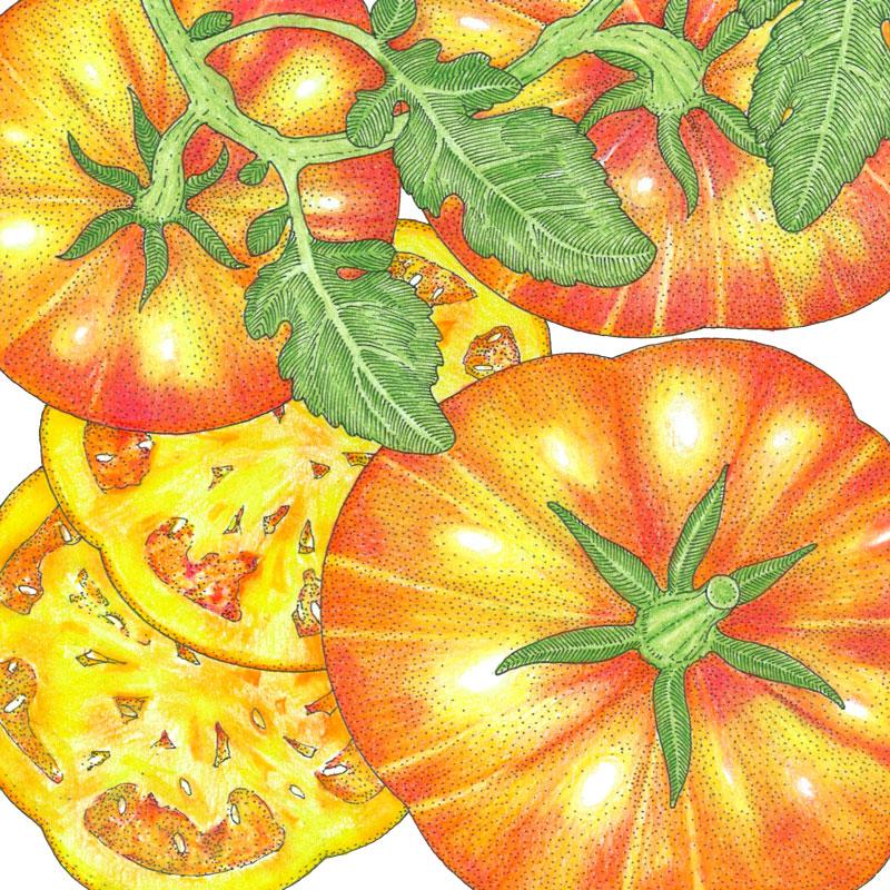 Organic Rainbow Slicer Tomato Collection