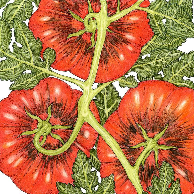 Organic Tomato, Black Krim (1 oz) Peaceful Valley