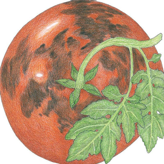 Organic Tomato, Black Prince (1 oz) Peaceful Valley