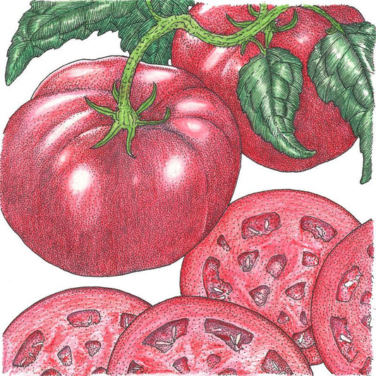 Organic Tomato, Brandywine Pink (1 oz) Peaceful Valley