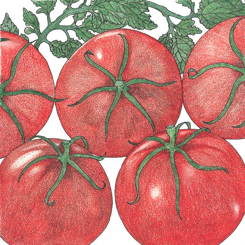 Organic Tomato, Siberia (1 oz) Peaceful Valley