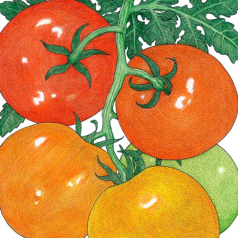 Organic Tomato, Silvery Fir Tree (1 oz) Peaceful Valley