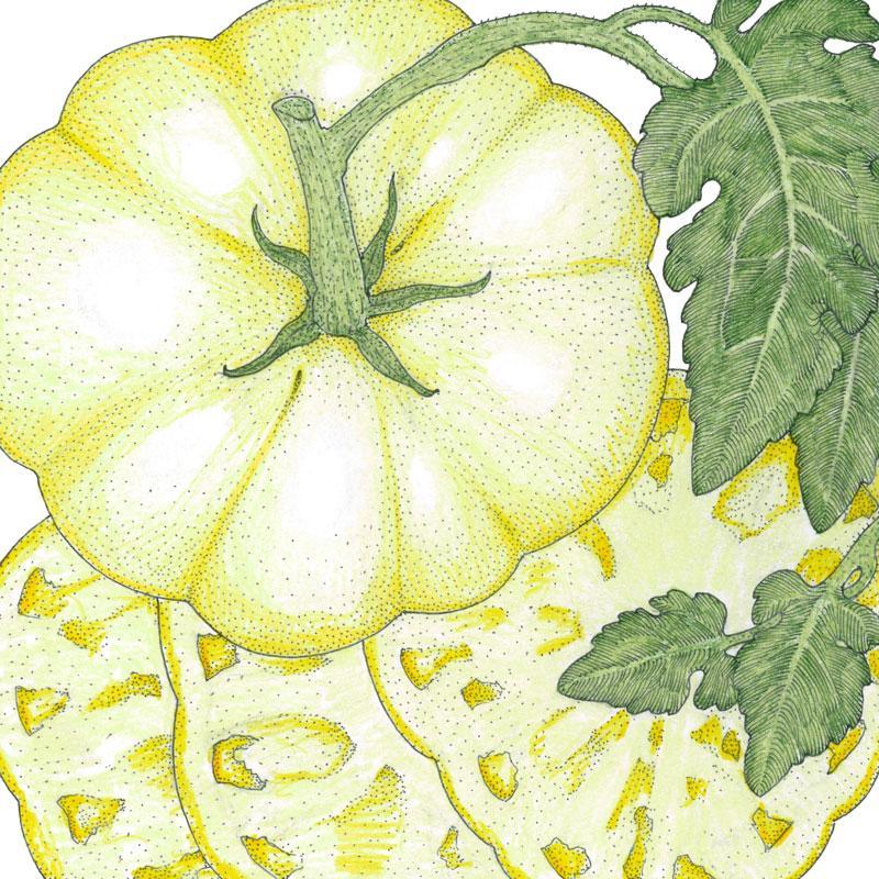 Organic Tomato, White Wonder (1 oz) Peaceful Valley