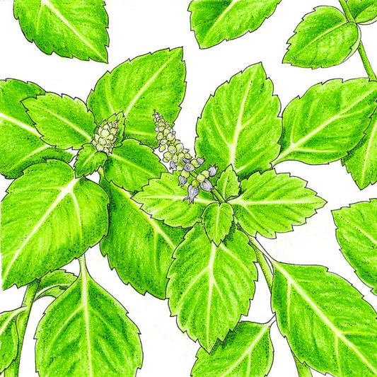 Organic Tulsi, Kapoor (1 oz) - Grow Organic Organic Tulsi, Kapoor (1 oz) Herb Seeds
