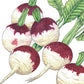 Organic Turnip, Purple Top (1/4 lb) - Grow Organic Organic Turnip, Purple Top (1/4 lb) Vegetable Seeds