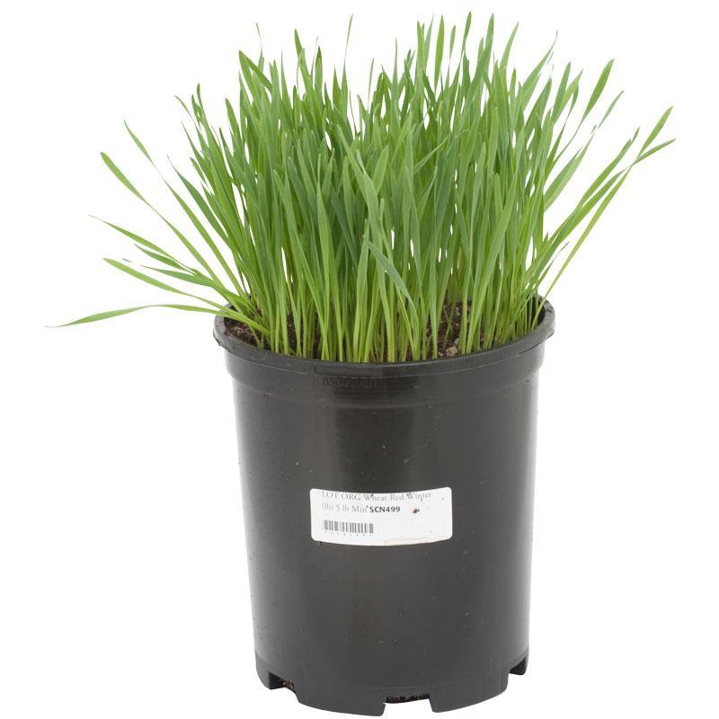 Wheat, Beardless (lb) Grow Organic