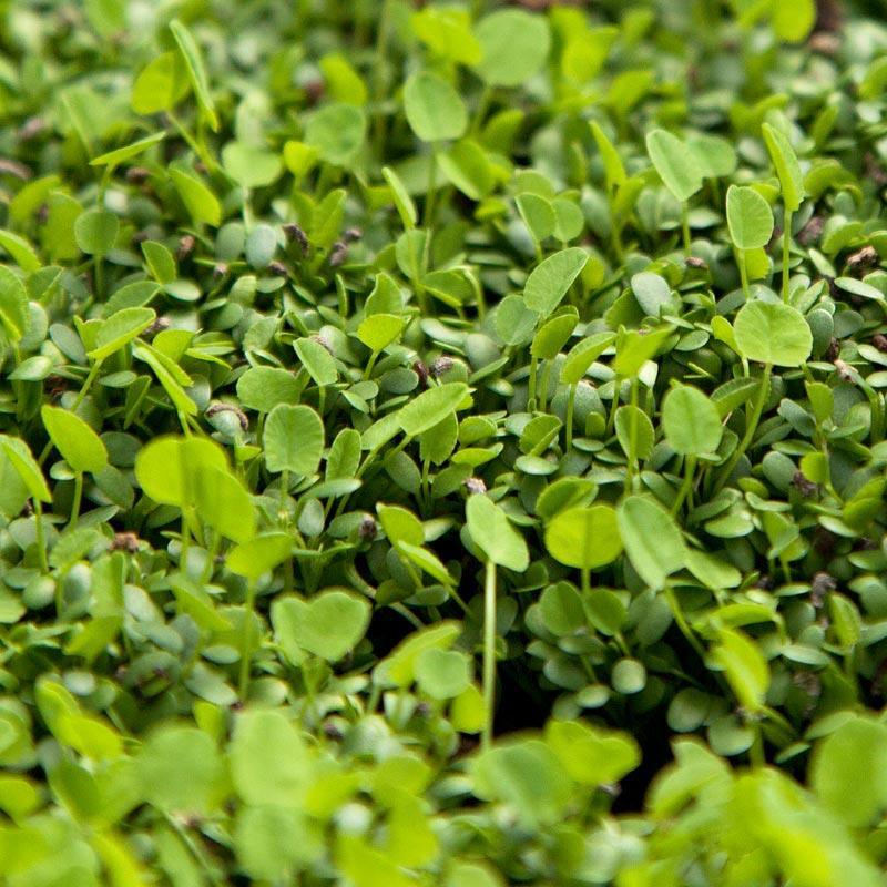 strawberry clover seed for sale Palestine Strawberry Clover
