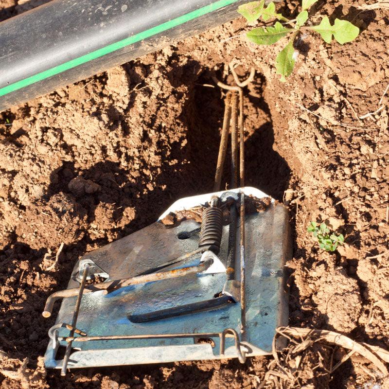 Cinch Gopher Trap Grow Organic