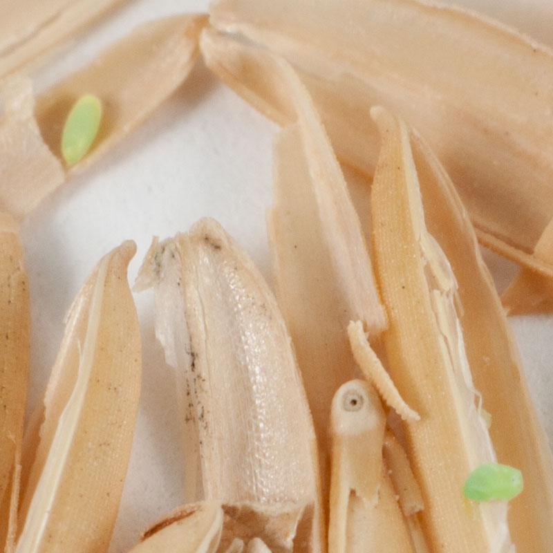 Green Lacewing - Eggs (Unit Of 5,000) PV Drop Ship