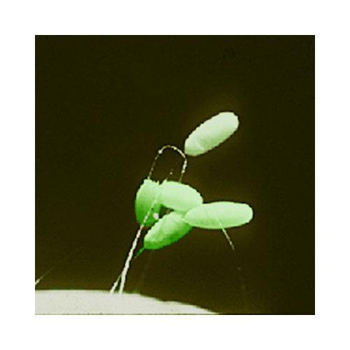 Green Lacewing - Eggs (Unit Of 5,000) PV Drop Ship
