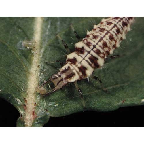 Green Lacewings - Pre-Fed Larvae (Unit of approx 1000) PV Drop Ship