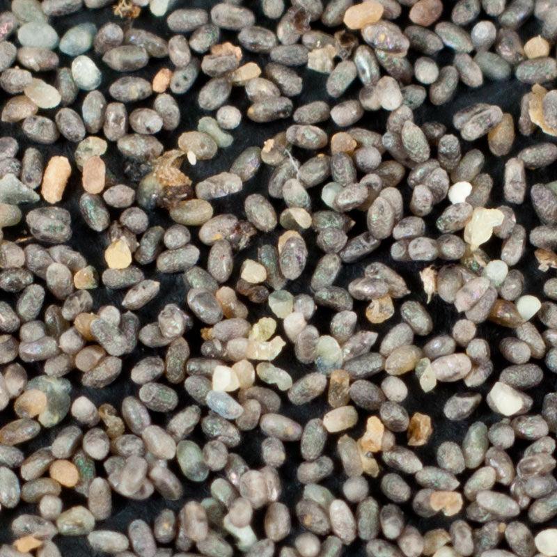 Moth Egg Parasite - Trichogramma Wasp (Card of 100K) Grow Organic