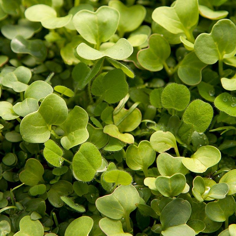 Peaceful Valley Good Bug Blend - Nitrocoated (lb) Peaceful Valley