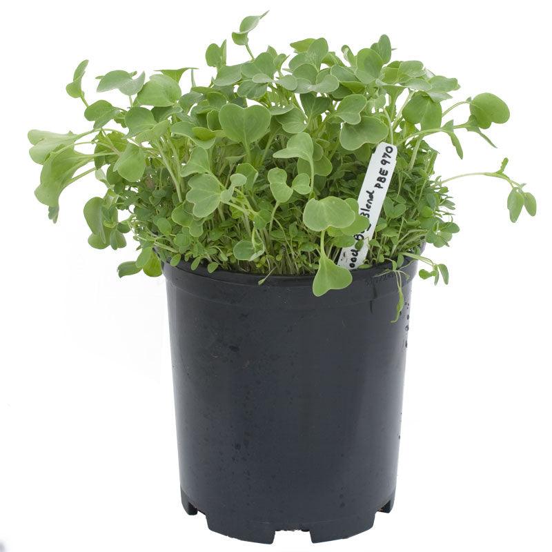 Peaceful Valley Good Bug Blend - Nitrocoated (lb) Peaceful Valley