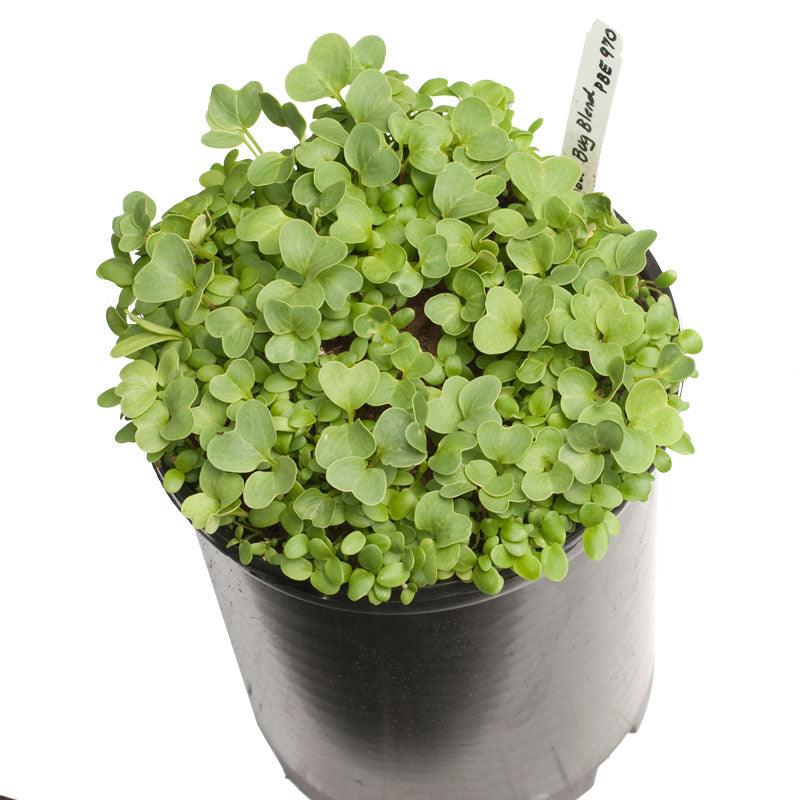 Peaceful Valley Good Bug Blend - Nitrocoated (lb) Peaceful Valley