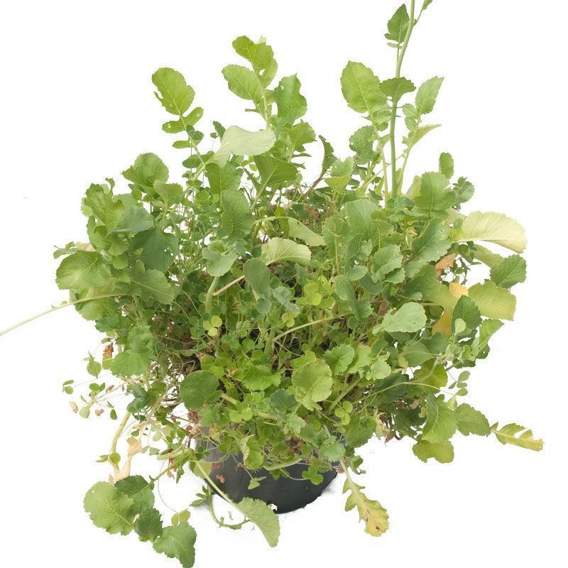 Peaceful Valley Good Bug Blend - Nitrocoated (lb) Peaceful Valley