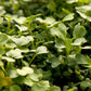 Peaceful Valley Good Bug Blend Cover Crop - Nitrocoated Peaceful Valley Good Bug Blend - Nitrocoated (lb) Cover Crop