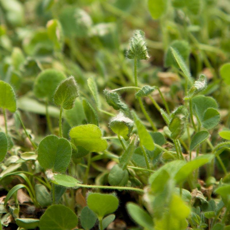 Peaceful Valley Low-Growing Good Bug Blend - Nitrocoated Peaceful Valley Low-Growing Good Bug Blend - Nitrocoated (lb) Cover Crop