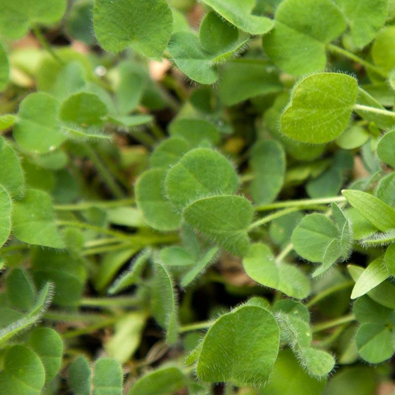 Peaceful Valley Low-Growing Good Bug Blend - Nitrocoated (lb) Peaceful Valley