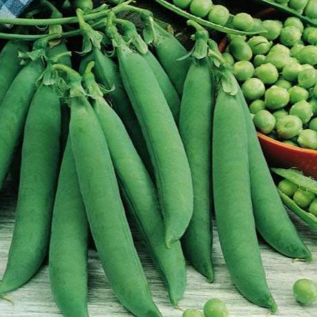 Progress #9 Pea (Organic) True Leaf Market