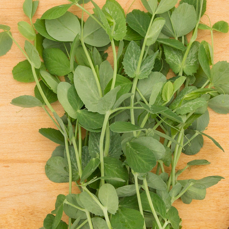 Shoots Pea Seeds (Organic) - Grow Organic Shoots Pea Seeds (Organic) Vegetable Seeds