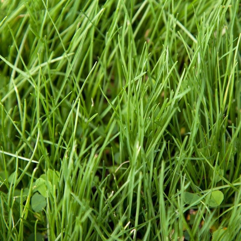Peaceful Valley Alkali Irrigated Pasture Mix - Nitrocoated Seed (lb) Peaceful Valley