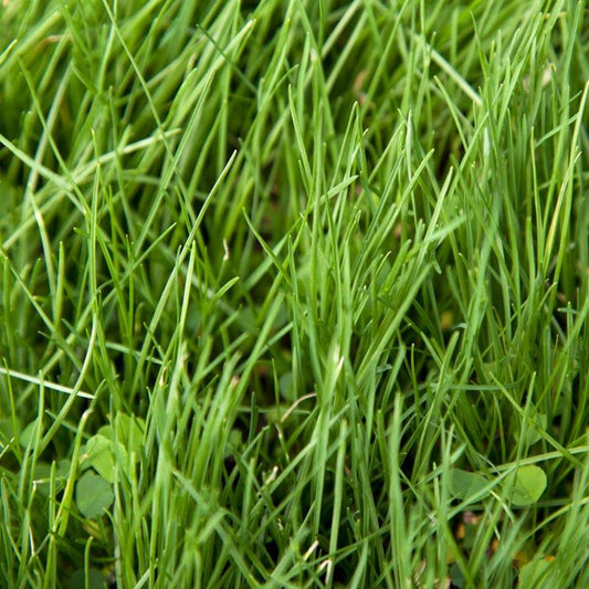 Peaceful Valley Alkali Irrigated Pasture Mix - Nitrocoated Seed (lb) Peaceful Valley
