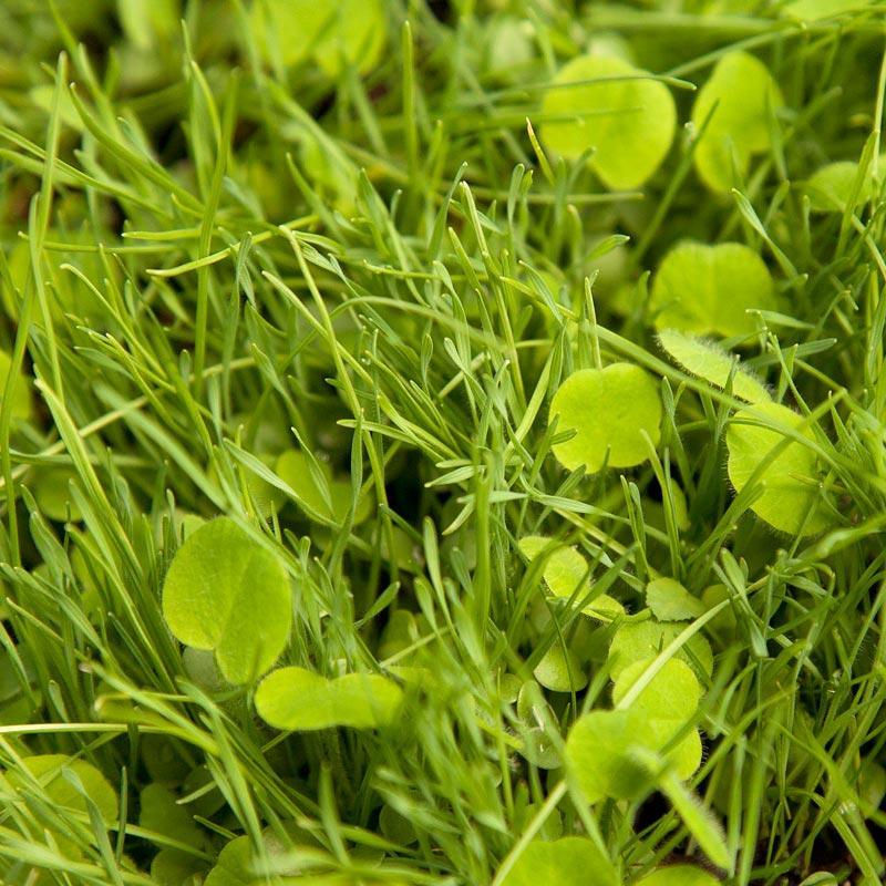 wildflower seeds for erosion control Basic Erosion Control Cover Crop