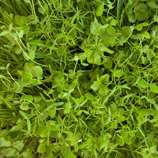 Peaceful Valley Budget Soil Builder Mix - Raw Seed (lb) Peaceful Valley