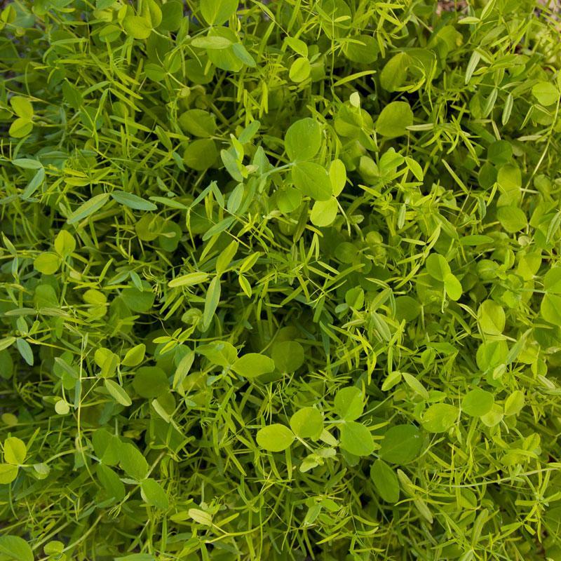 Peaceful Valley Cold Zone Soil Builder Mix - Raw Seed (lb) Peaceful Valley