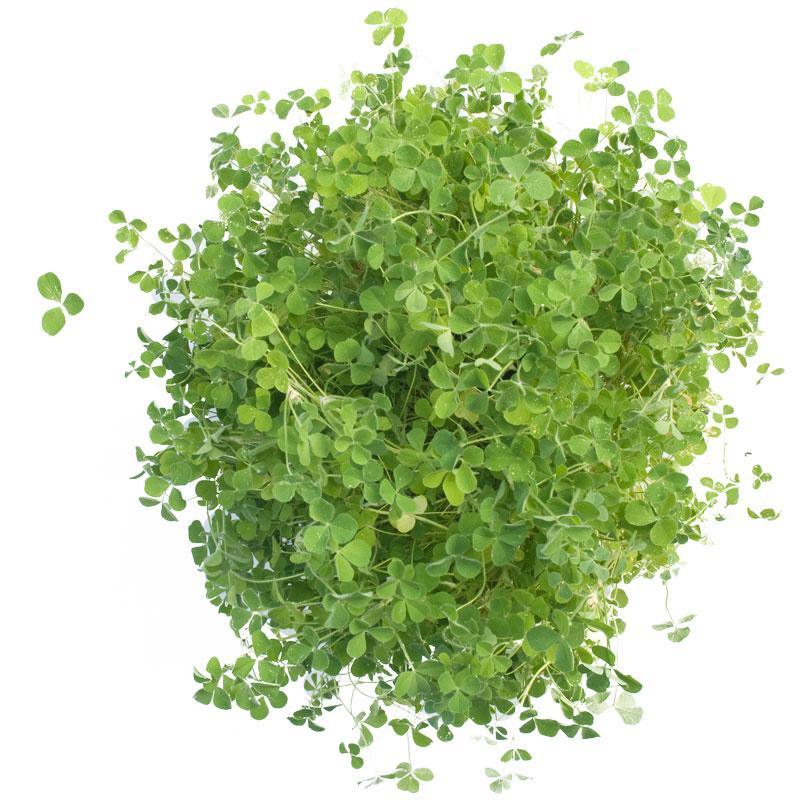 Peaceful Valley Dryland Clover Mix - Nitrocoated Seed (lb) Peaceful Valley