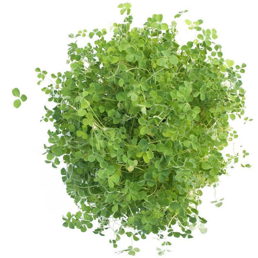 Peaceful Valley Dryland Clover Mix - Nitrocoated Seed (lb) Peaceful Valley