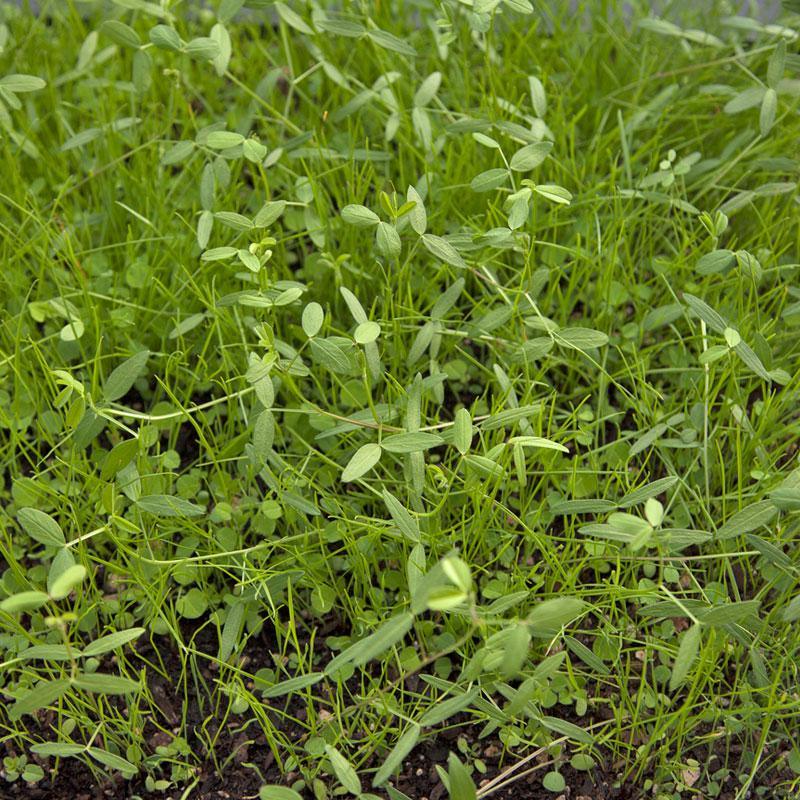 Peaceful Valley Dryland Erosion Fire Recovery Mix Nitrocoated (lb) Peaceful Valley